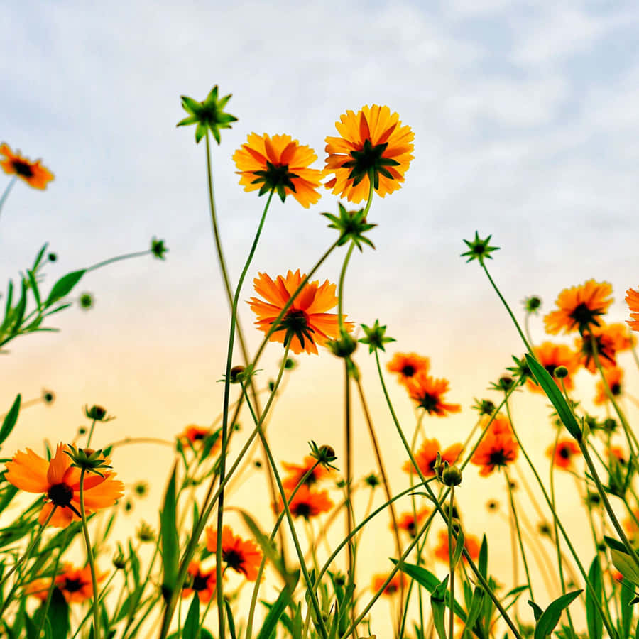 A Vibrant Yellow Sunflower Field During Summer Wallpaper