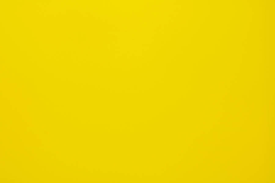 A Vibrant Yellow Tulip Field Under A Clear Blue Sky Wallpaper