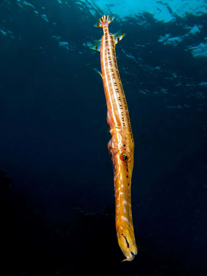 A Vividly Colored Trumpetfish Swimming In Clear Turquoise Waters. Wallpaper