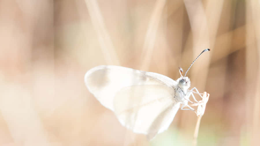 A White Butterfly Soaring Through The Sky Wallpaper