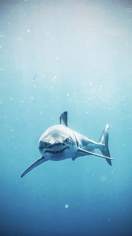 A White Shark Swimming In The Ocean Wallpaper