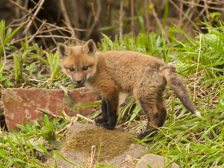 A Young Fox Cub Gazing Up In Wonder Wallpaper
