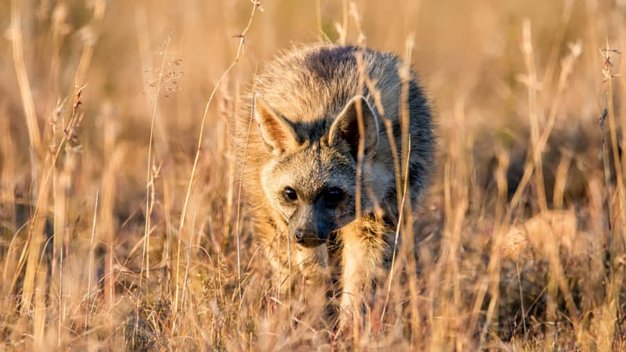 Aardwolfin Savanna Grass Wallpaper