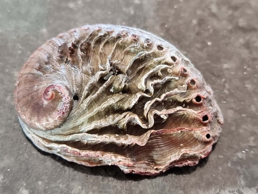 Abalone Shellon Stone Surface Wallpaper