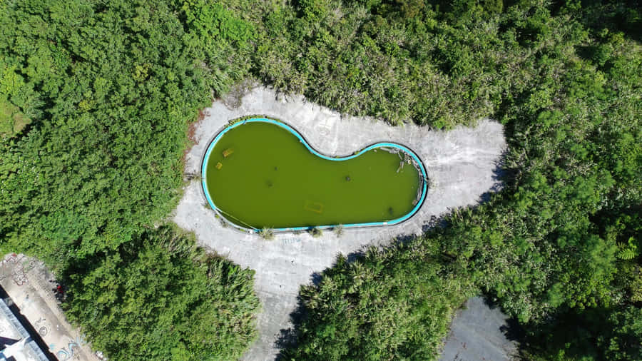 Abandoned Pool Overgrown With Greenery Wallpaper