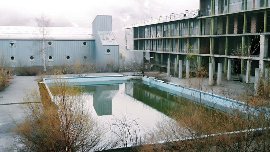 Abandoned Pool With Overgrowth Wallpaper