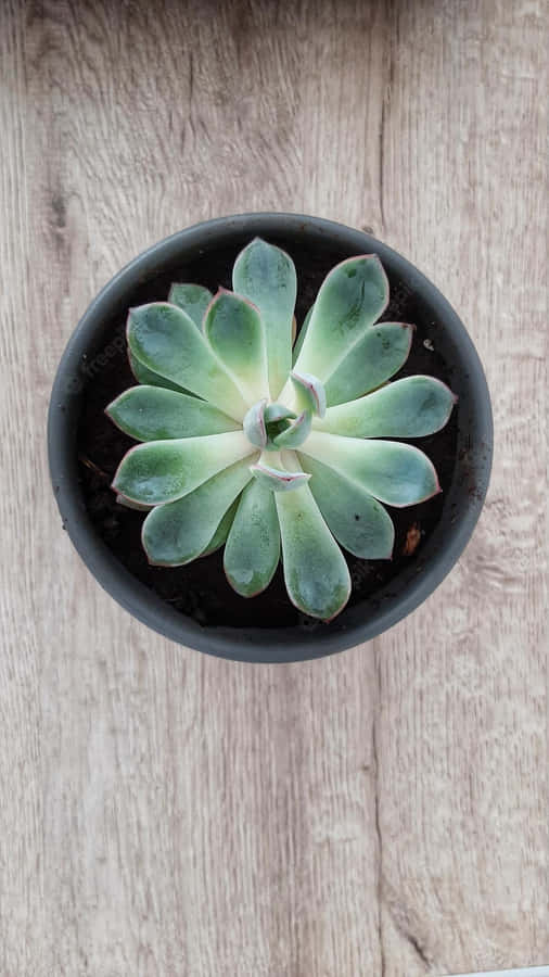 Add A Little Succulent Life To Your Iphone Wallpaper
