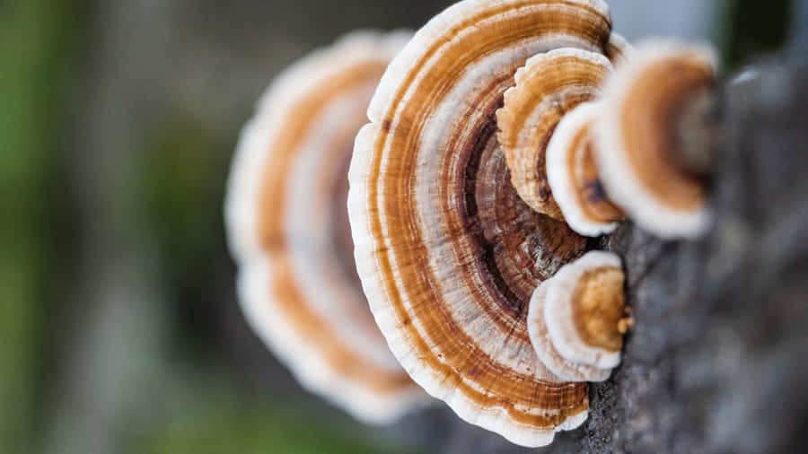 Admiring The Sun And Nature's Beauty. Wallpaper