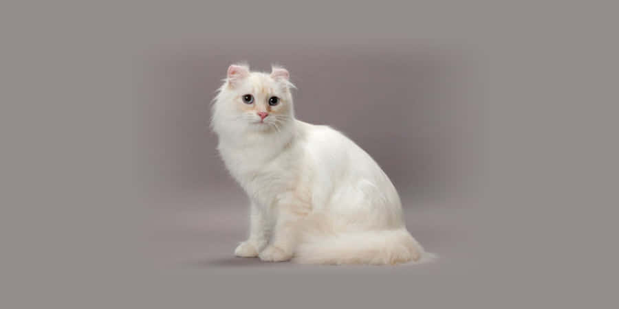 Adorable American Curl Cat Lounging Wallpaper