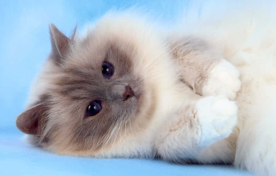 Adorable Birman Cat Resting On The Floor Wallpaper
