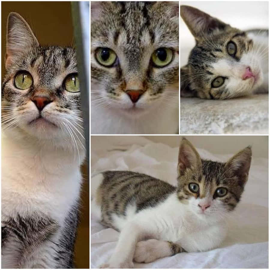 Adorable Brazilian Shorthair Cat In A Relaxed Pose Wallpaper