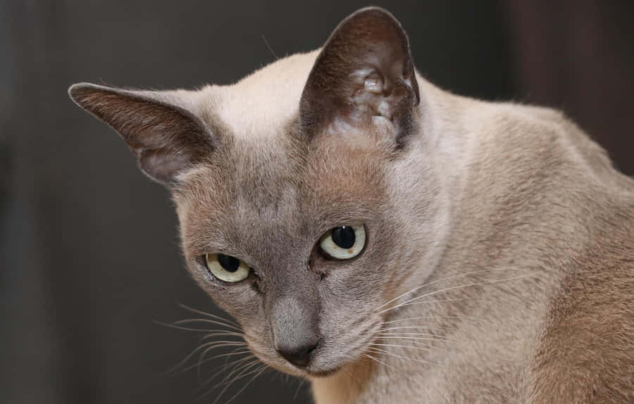 Adorable Burmese Cat Lounging On A Soft Surface Wallpaper