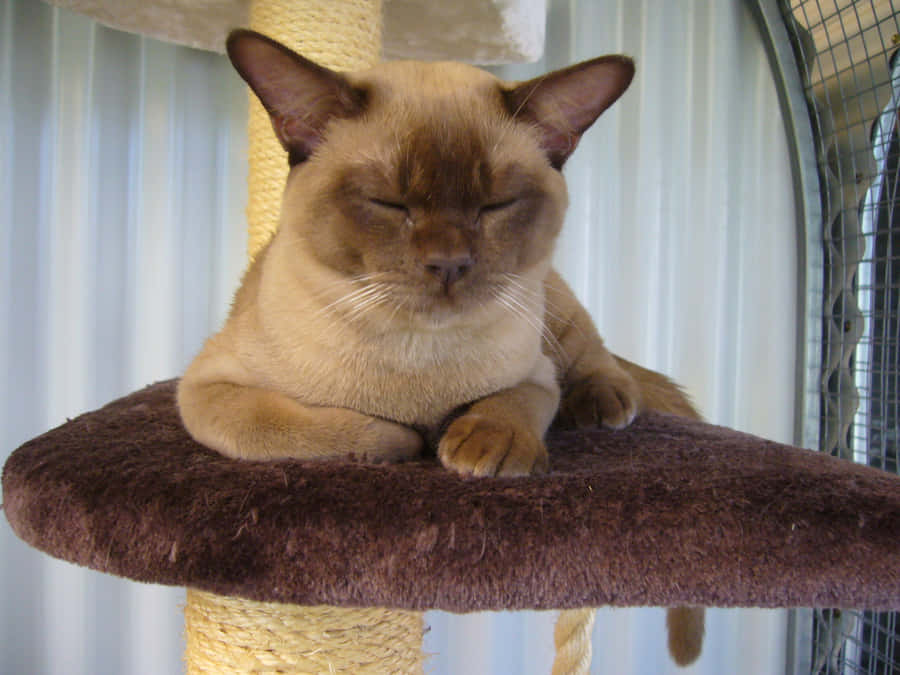 Adorable Burmese Cat Relaxing On A Cozy Sofa Wallpaper