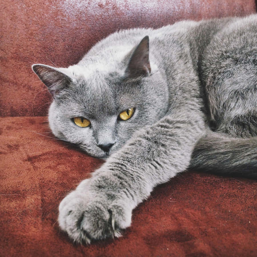 Adorable Chartreux Cat Lounging On Floor Wallpaper