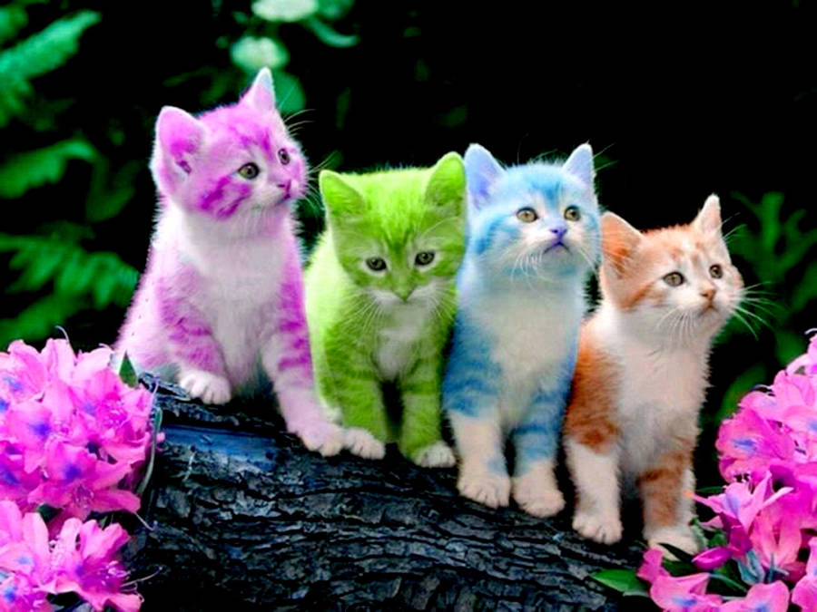 Adorable Colorful Kittens Wallpaper