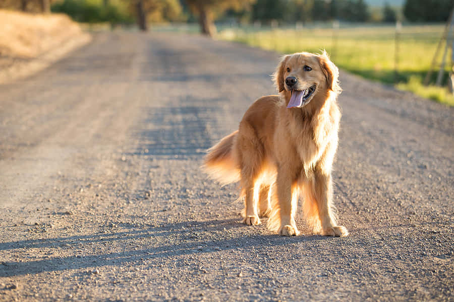 Adorable Country Dog Enjoying Nature Wallpaper