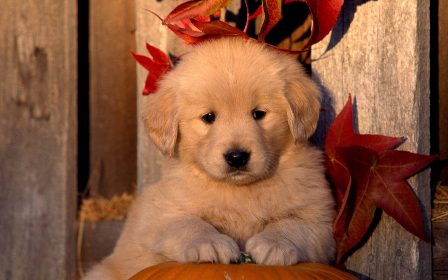 Adorable Golden Retriever Puppy Enjoying Autumn Wallpaper