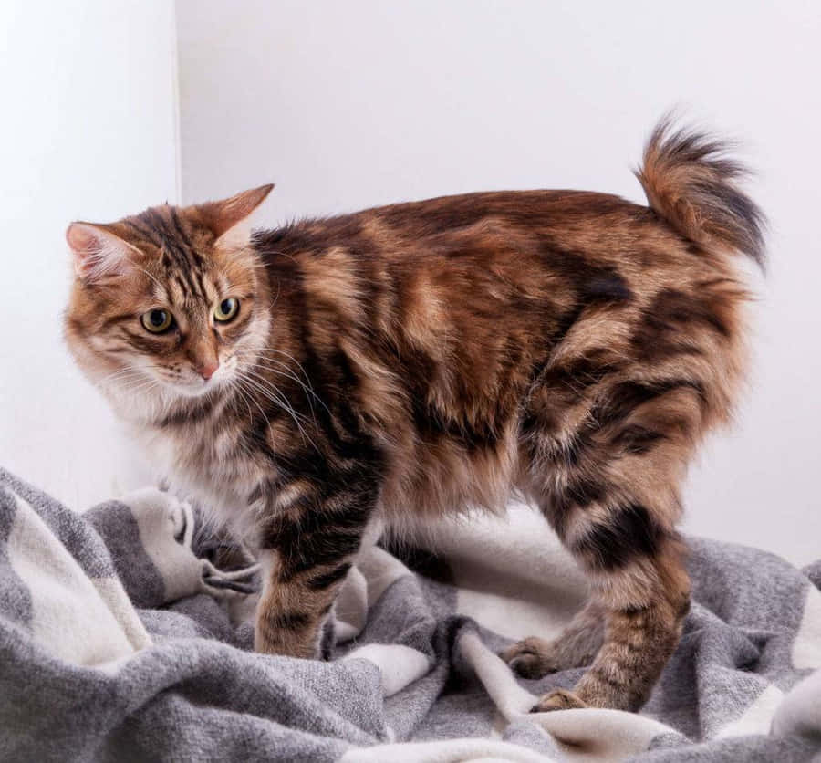 Adorable Kurilian Bobtail Cat Relaxing Outdoors Wallpaper