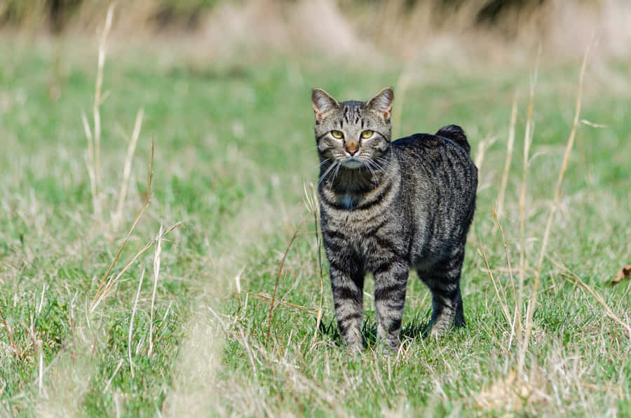 Adorable Manx Cat Lying On The Grass Wallpaper
