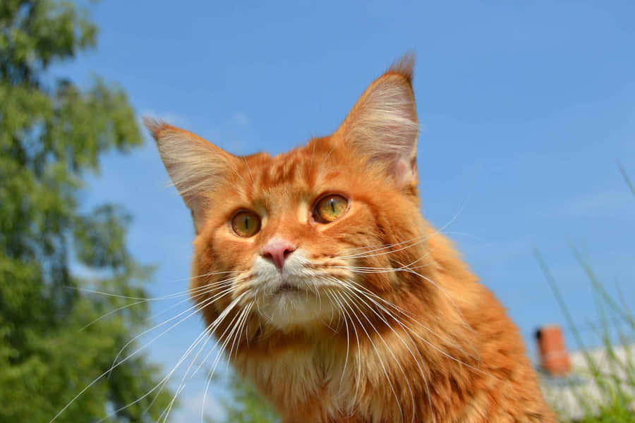 Adorable Red Cat Posing For A Portrait Wallpaper
