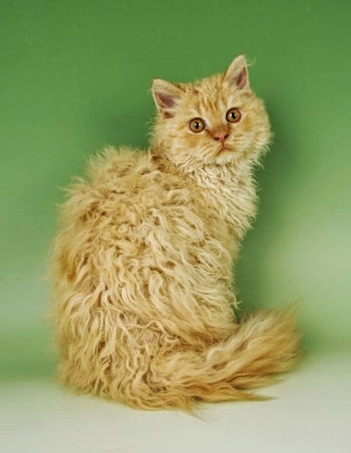 Adorable Selkirk Rex Cat Gracefully Posing For The Camera Wallpaper