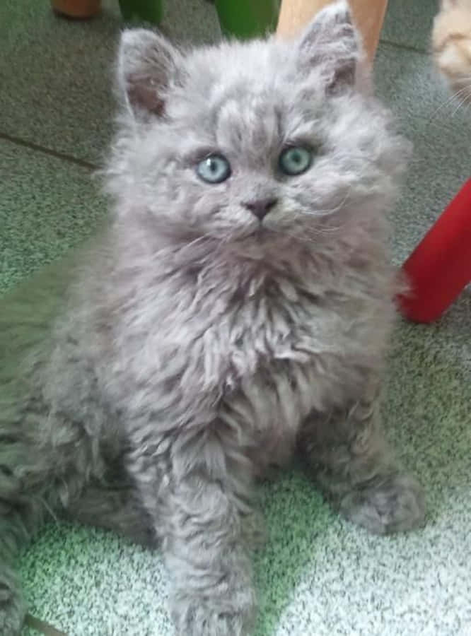 Adorable Selkirk Rex In Relaxing Position Wallpaper