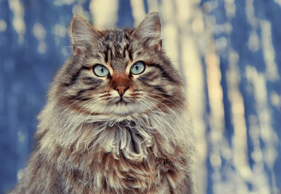 Adorable Siberian Cat Lounging In The Garden Wallpaper