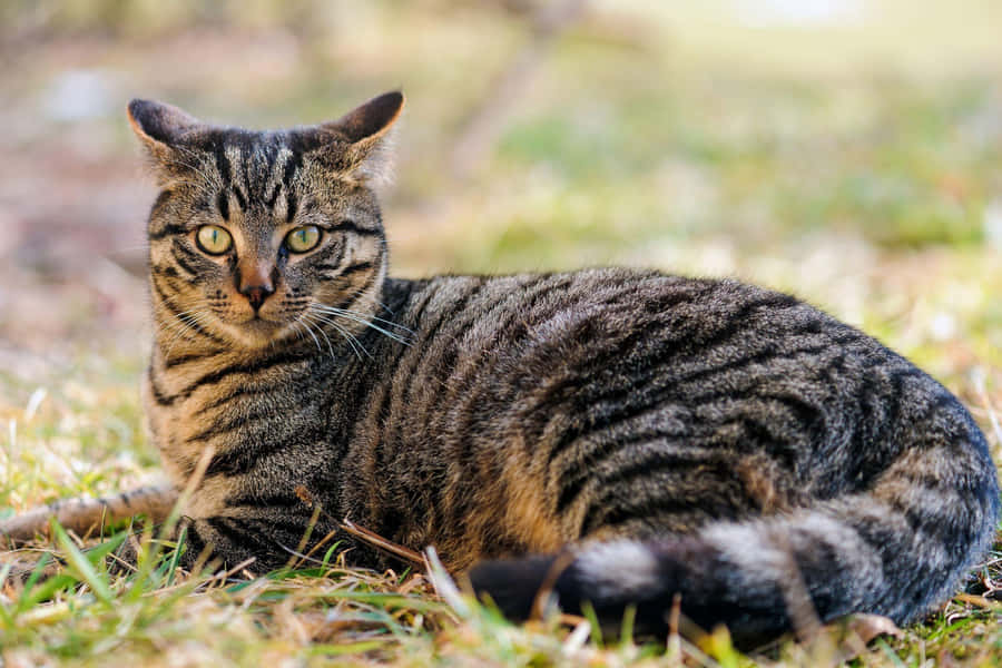 Adorable Tabby Cat Lounging On A Couch Wallpaper