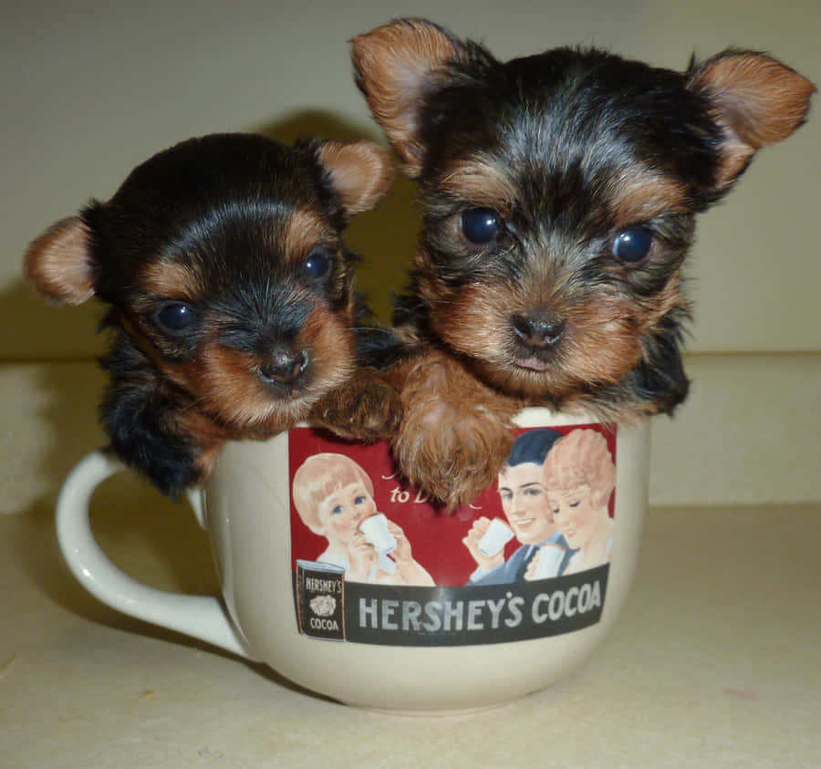 Adorable Teacup Yorkie Puppy Wallpaper