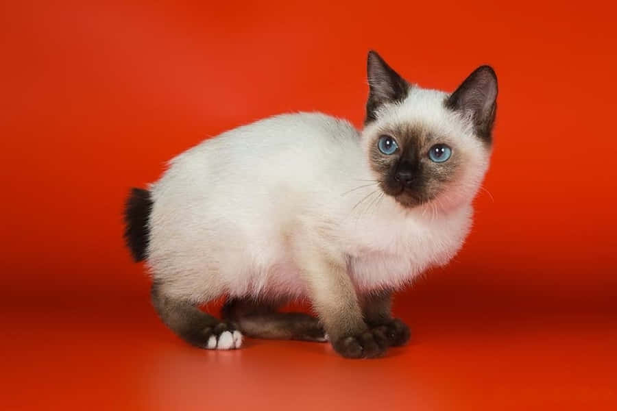 Adorable Toybob Cat Lounging In Sunlight Wallpaper