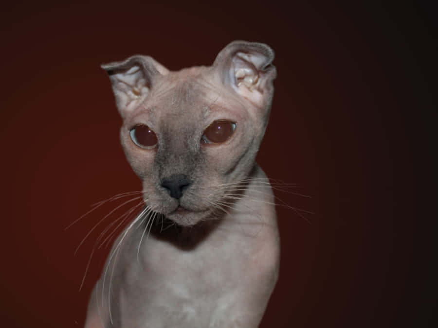 Adorable Ukrainian Levkoy Cat Posing For A Picture Wallpaper