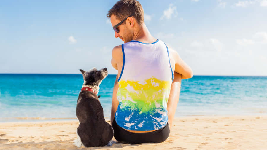 Adoring Brown Dog Waits Patiently Wallpaper