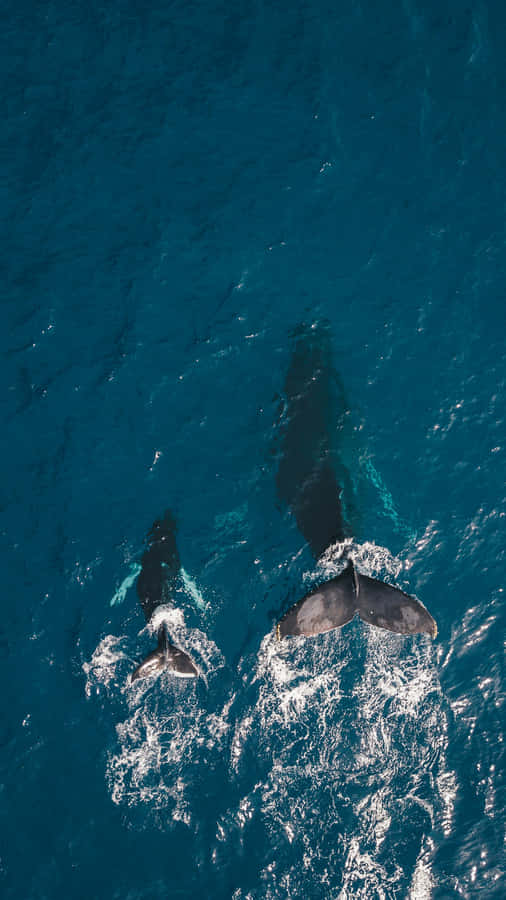 Aerial View Minke Whales Swimming Wallpaper
