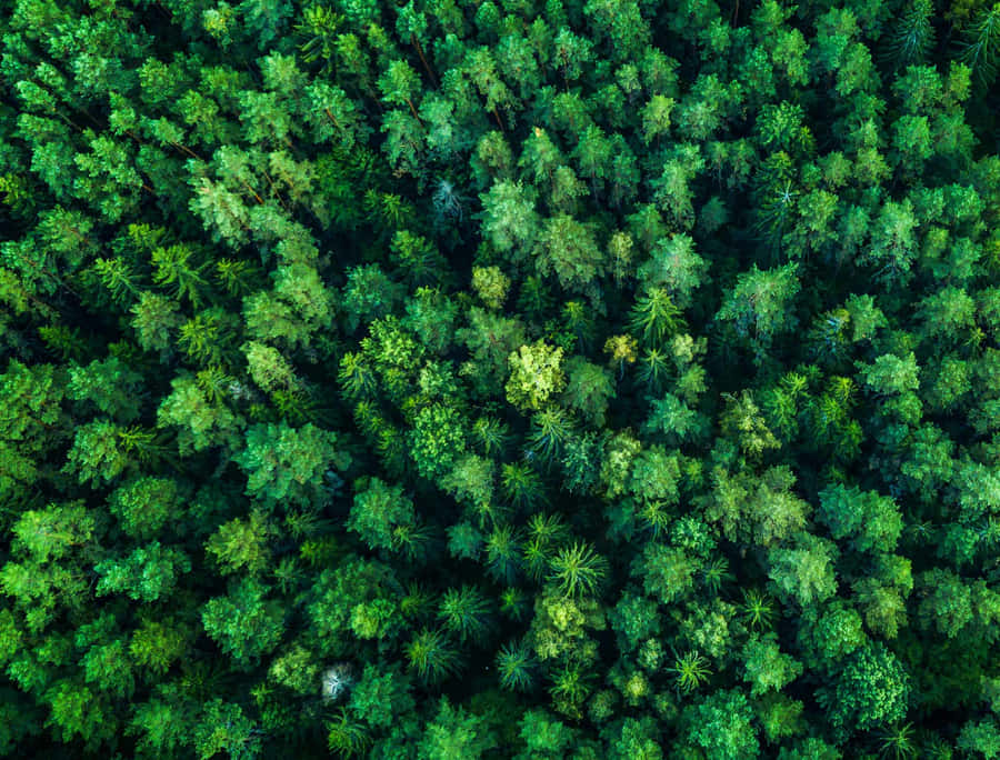 Aerial View Of Dense Forest Wallpaper