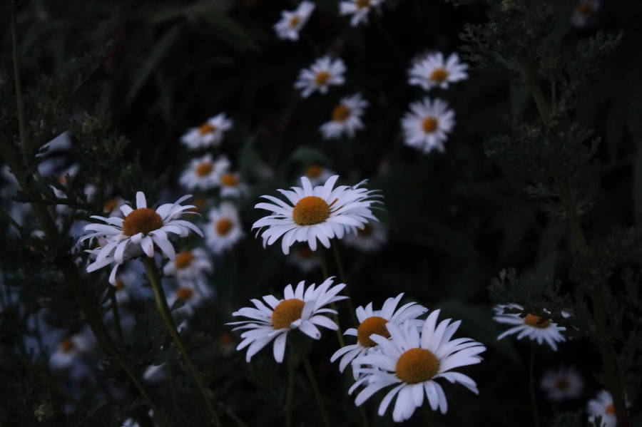 Aesthetic And Peaceful Daisy In A Field Of Grass And Blue Sky. Wallpaper