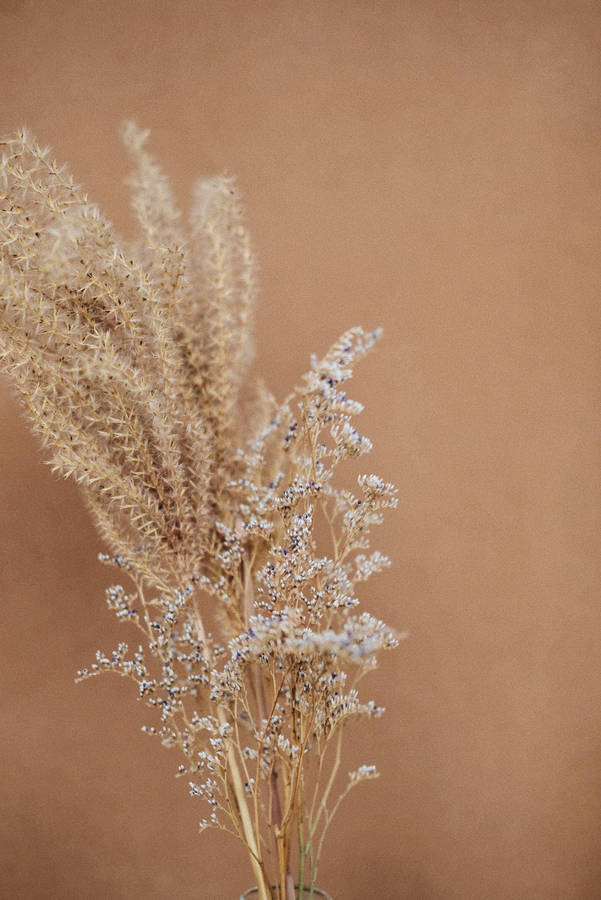 Aesthetic Beige Wall Wallpaper