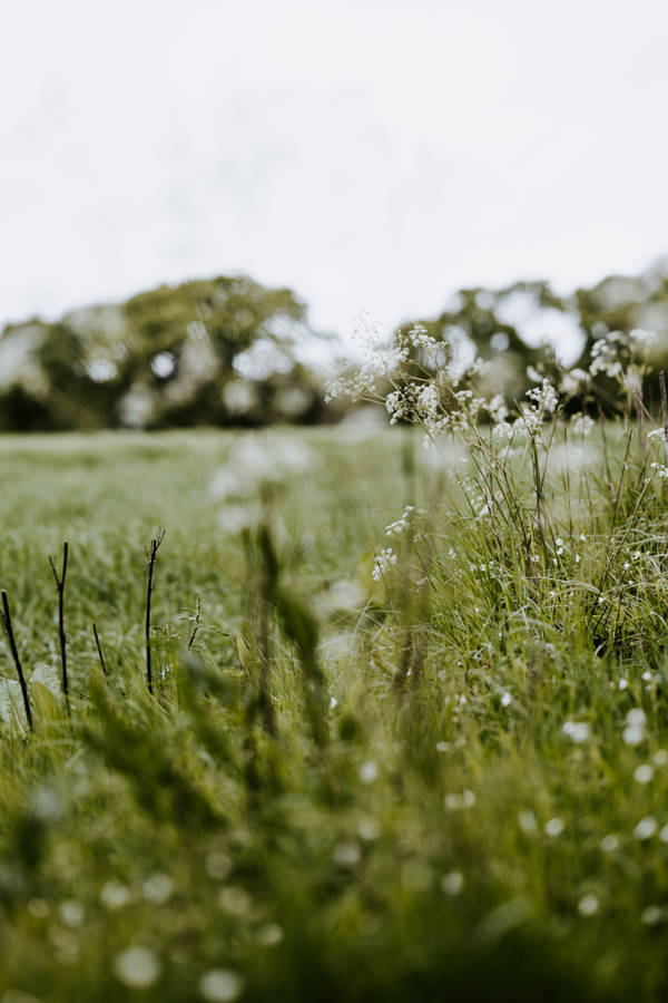 Aesthetic Budding Flowers On Meadow Wallpaper