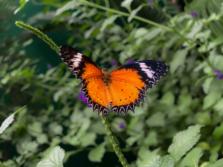 Aesthetic Butterfly In A Garden Wallpaper