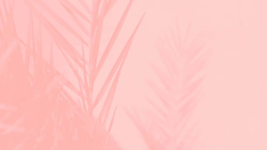 Aesthetic Computer Light Pink Leaves Silhouette Wallpaper
