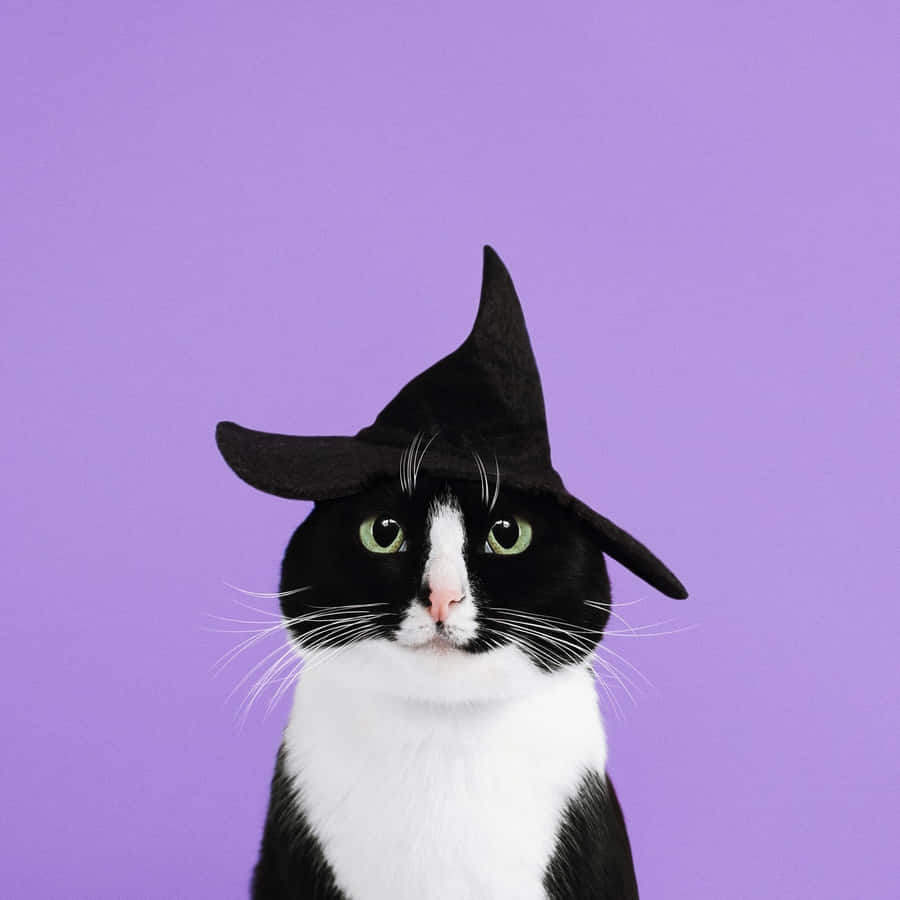 Aesthetic Cute Halloween Witch Cat Wallpaper