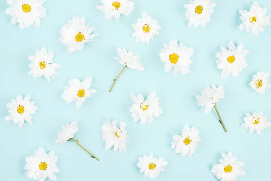Aesthetic Daisy Floral Flat Lay Wallpaper