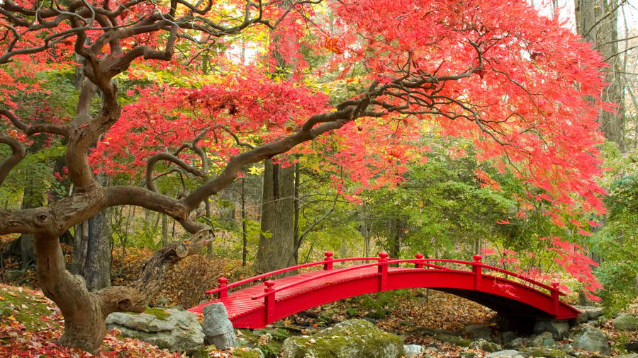 Aesthetic Fall Japanese Garden Wallpaper