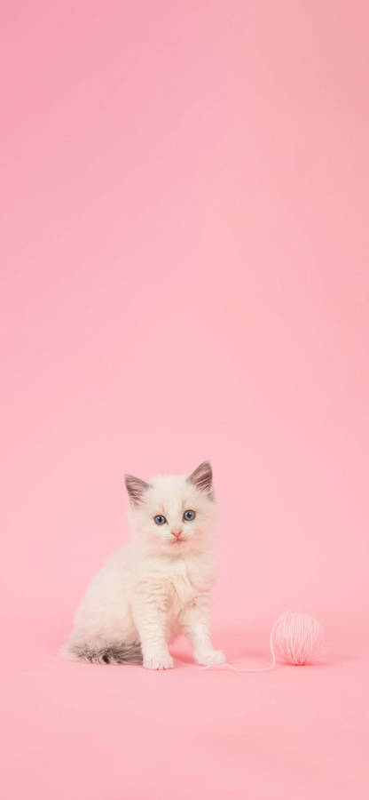 Aesthetic Girly Kitten Yarn Wallpaper