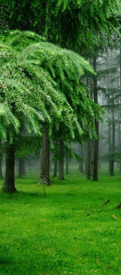 Aesthetic Landscape Of Rocky Mountains Wallpaper