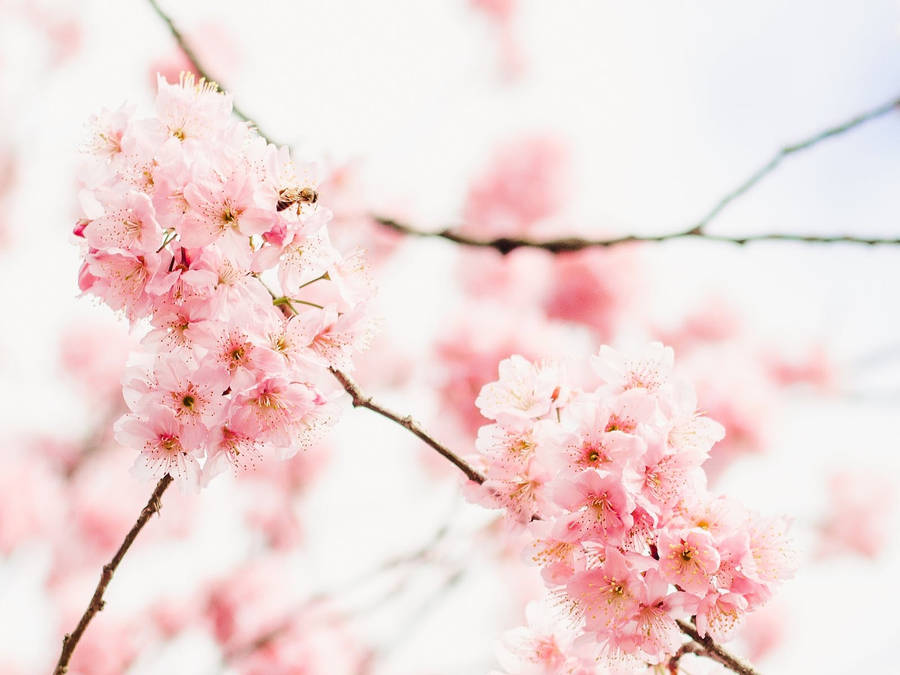 Aesthetic Pink Desktop Cherry Blossoms Wallpaper