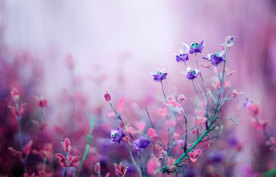 Aesthetic Purple Flower On Spring Season Wallpaper