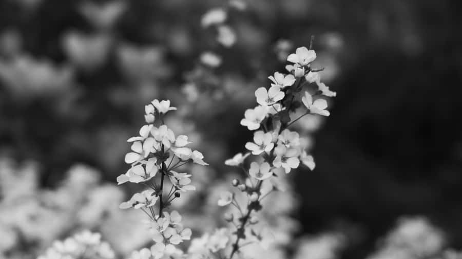 Aesthetic Simplicity Of A Monochrome Flower Wallpaper