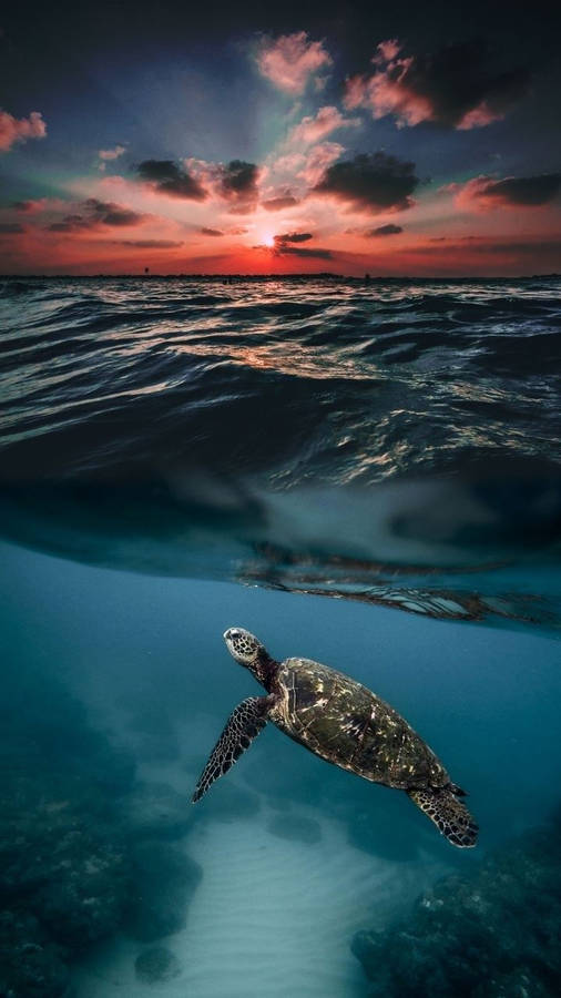 Aesthetic Sky Sea Turtle Iphone Wallpaper