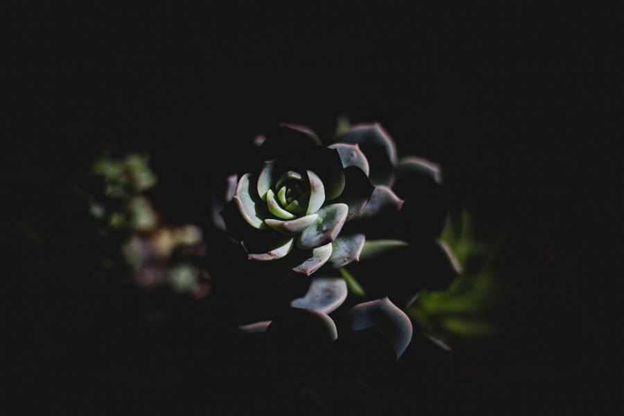 Aesthetic Succulent Dark Mode Wallpaper