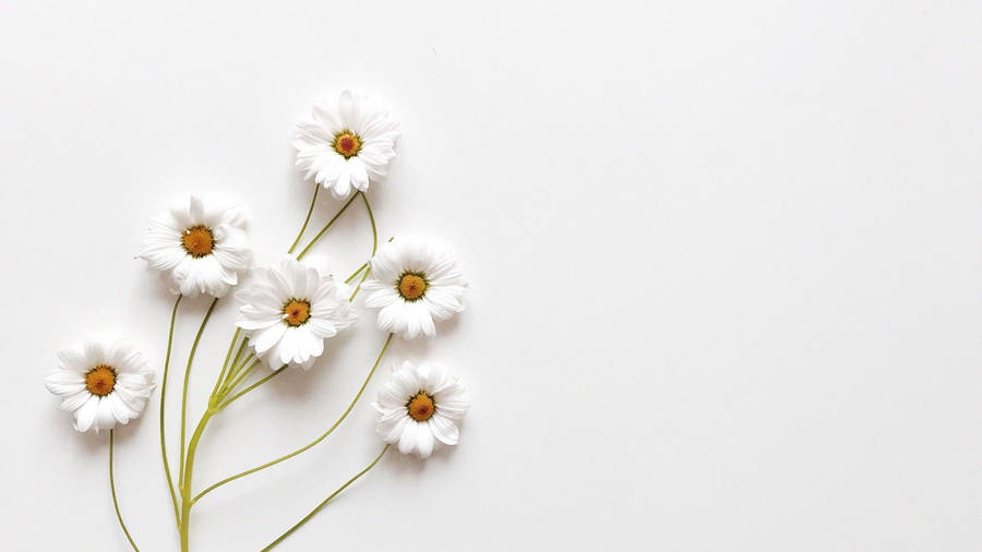 Aesthetic White Lovely Flowers Wallpaper